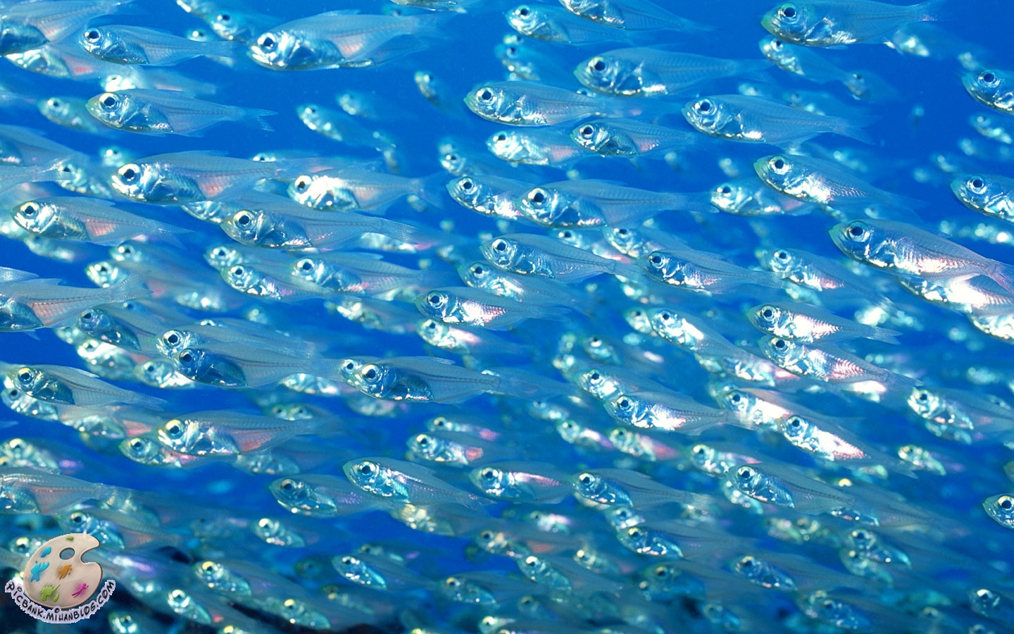 Мелкие рыбки в океане